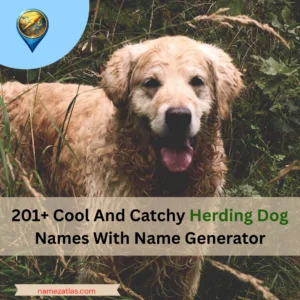 Cool And Catchy Herding Dog Names With Name Generator