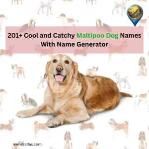 Cool and Catchy Maltipoo Dog Names With Name Generator