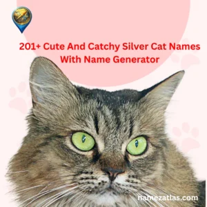 Cute And Catchy Silver Cat Names With Name Generator
